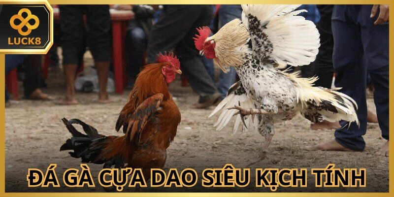 Lôi cuốn trong từng cú tung đòn của chọi kê cựa dao